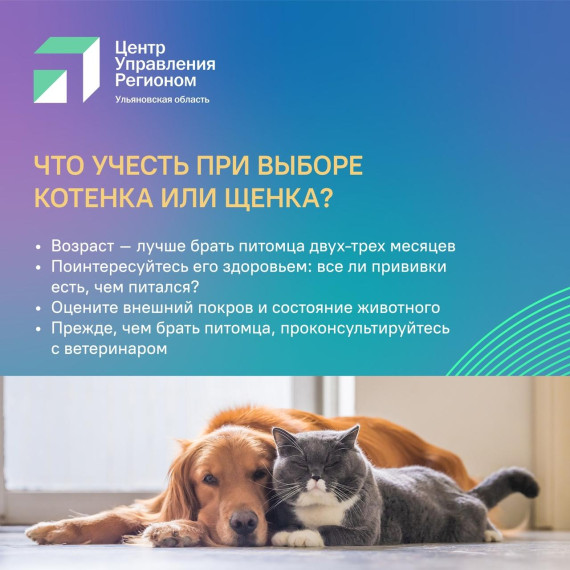Выбрать домашнего питомца и не разочароваться. Выбрать домашнего питомца и не разочароваться.
