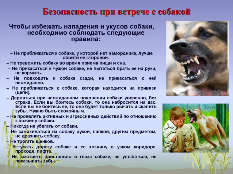 Безопасность при встрече с собакой. Безопасность при встрече с собакой.